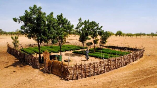 Trees For The Future And Arbor Day Foundation Partner To Plant 3