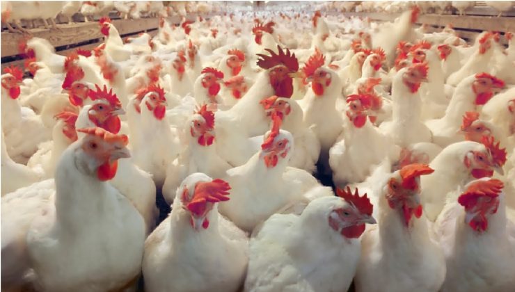 Chicken Investment In Africa