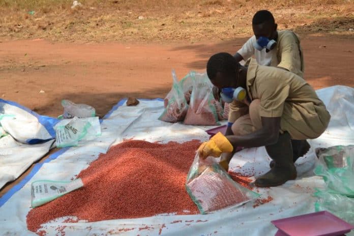 Community workers sort grains to support sustainable agriculture and peace efforts in South Sudan.