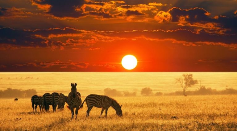 Kenya Travel Guide