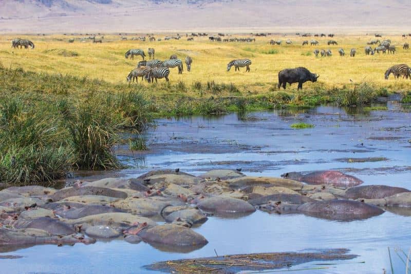 Safari Destination In Africa