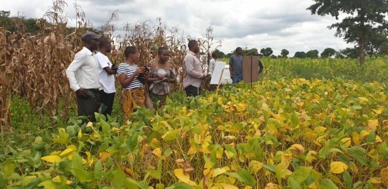 New Seed Varieties Tackle Drought, Malnutrition In Malawi - Africa.com