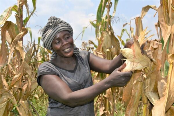 Reaching Farmers In The Last Mile With Seeds They Can Trust - Africa.com