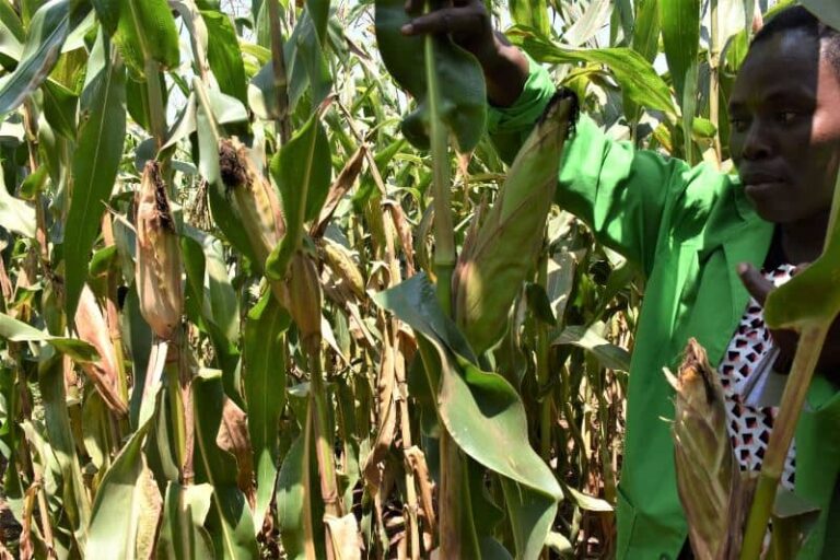 Efforts To Develop High Yielding Striga Tolerant Maize Seed Bearing ...