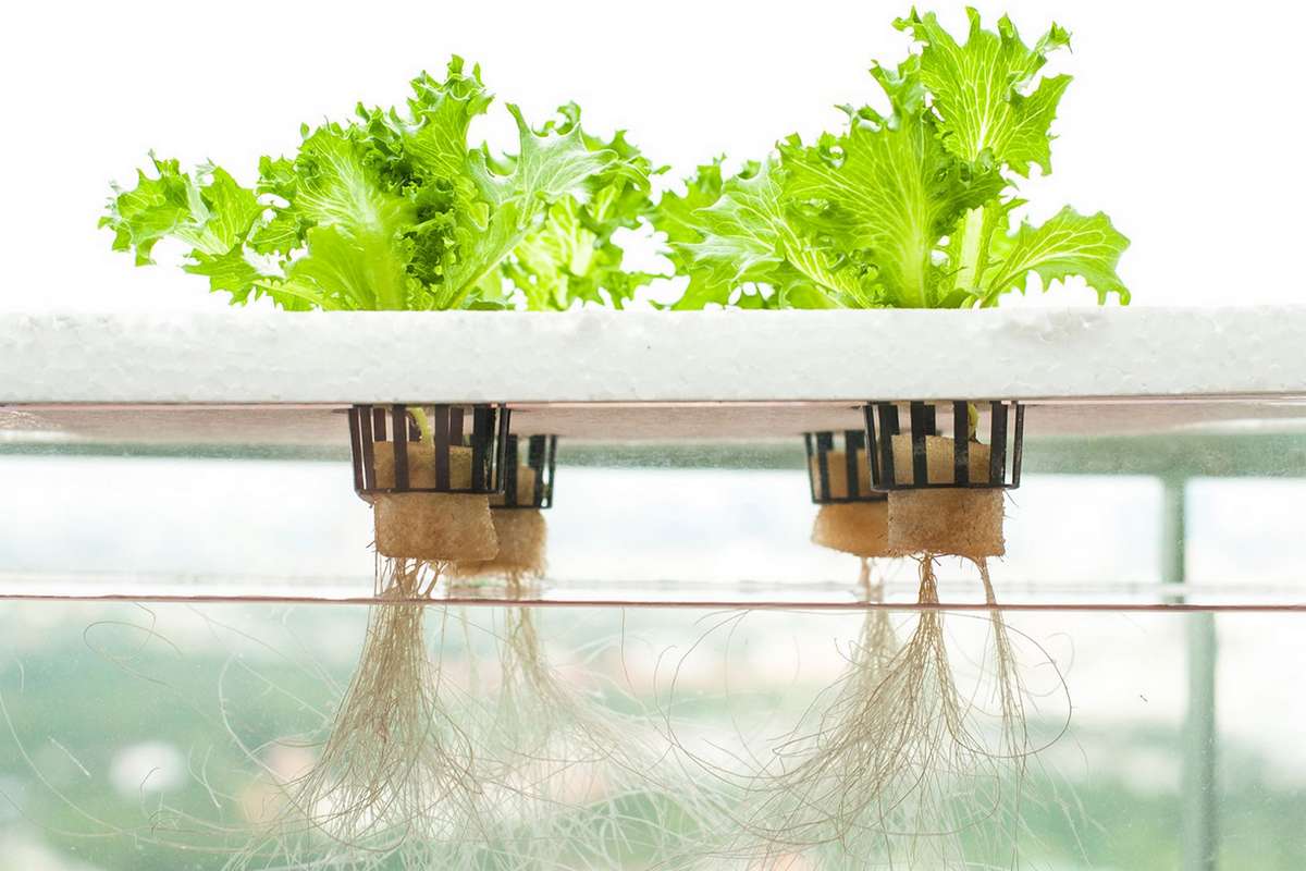 the future is hydroponics