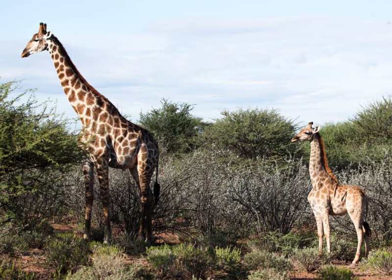 East Africa’s New Giraffe Species East Africa’s New Giraffe Species