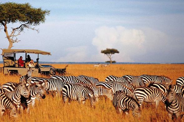African Wildlife Safari