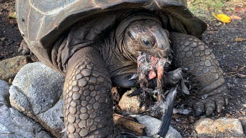 Turtle consuming fish in its natural habitat, showcasing wildlife behavior.