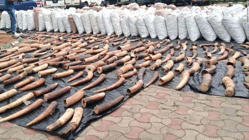 Nigeria Thwarts Wildlife Smuggling Plan Nigeria Thwarts Wildlife Smuggling Plan
