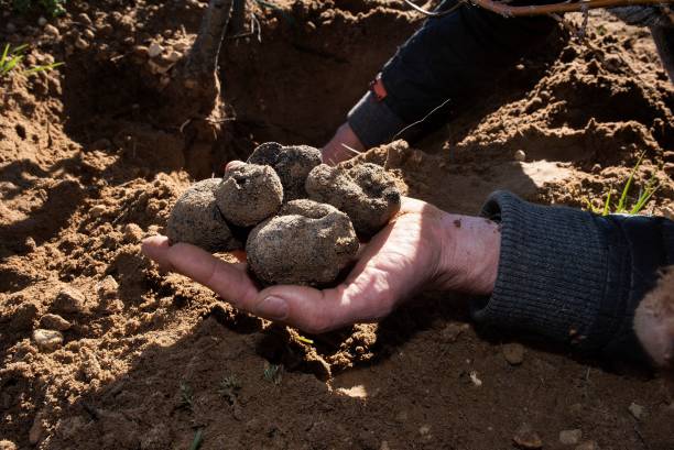 A Pioneer of South Africa’s Budding Truffle Cultivation Industry