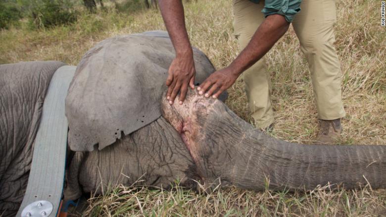 How Elephants are Evolving to Fight Poaching How Elephants are Evolving to Fight Poaching