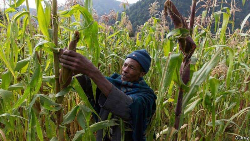 The Reality of the African Green Revolution The Reality of the African Green Revolution
