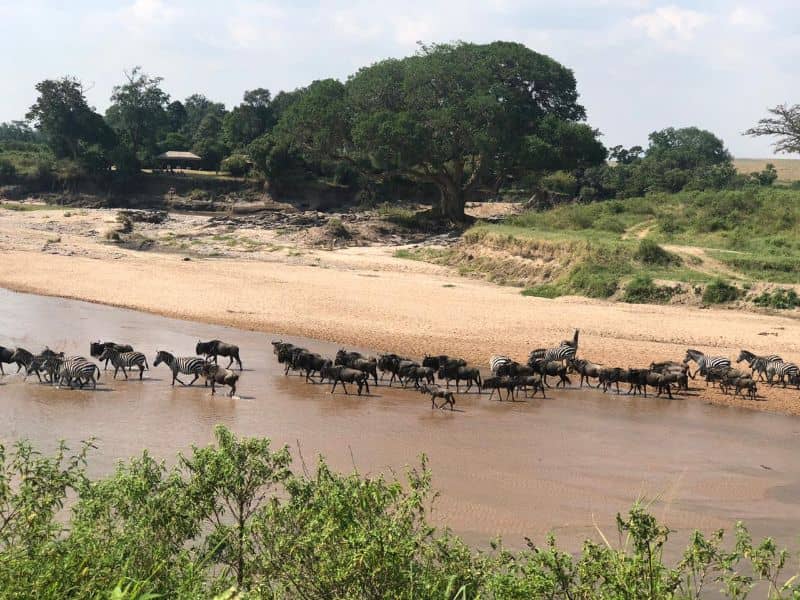 Fewer Animals are Migrating across the Mara