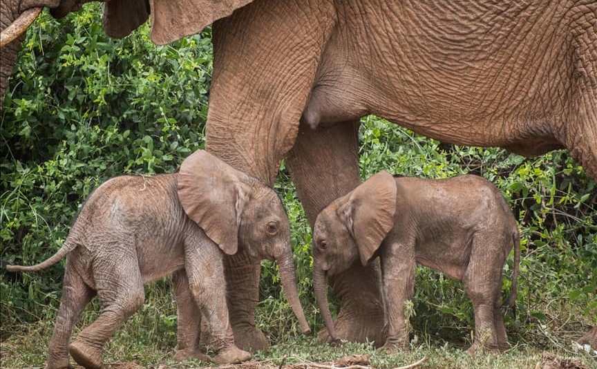 Holding Thumbs for Kenya’s Miracle Birth