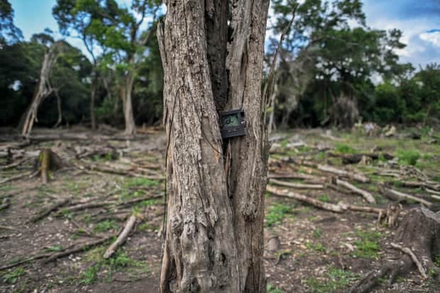 Protecting Forests from Developers has been a Daunting Task in Kenya