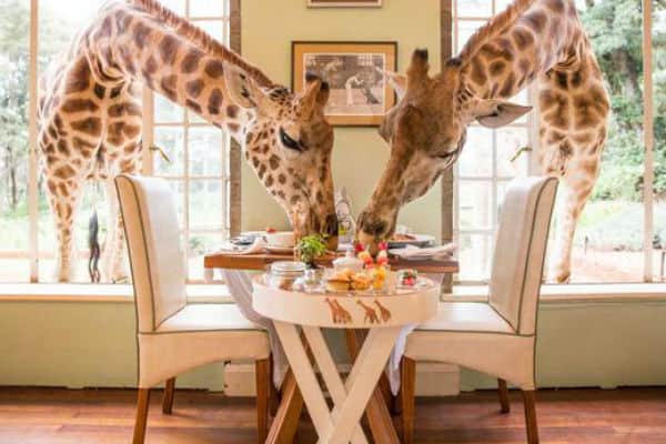 Spend a Gap Year in this Kenyan Reserve