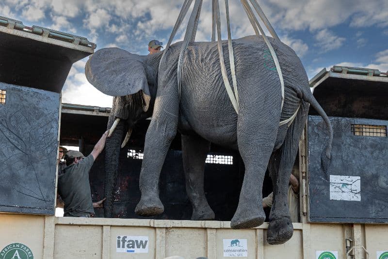 Moving Animals to an Area in the Zambezi River Valley to Rebuild Wildlife Populations There Moving Animals to an Area in the Zambezi River Valley to Rebuild Wildlife Populations There