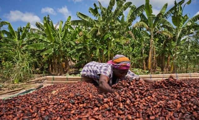 Nigerian farmer harvesting cocoa beans in a lush plantation for export.