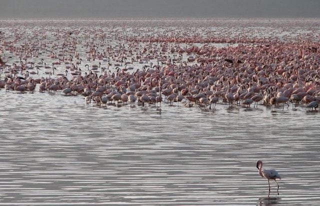 Flamingos gathering in a vast lake, showcasing Africa's diverse wildlife and natural beauty.