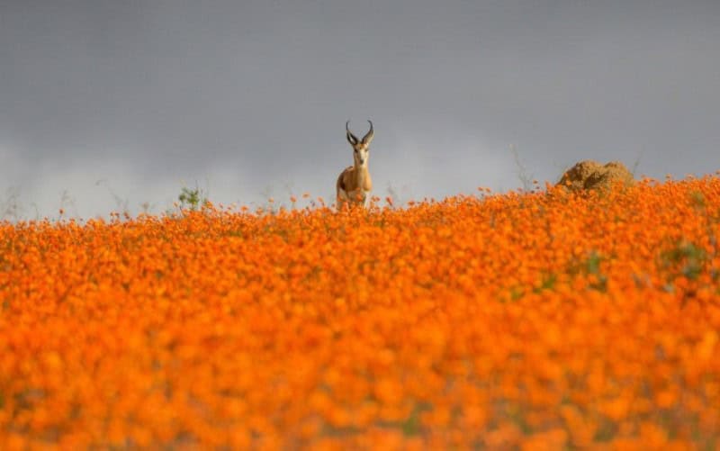 A Countrywide Road Trip to Visit all of South Africa’s 19 National Parks