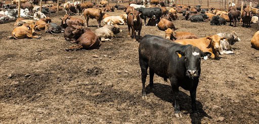 African cattle in a farm, showcasing livestock management and agricultural development.