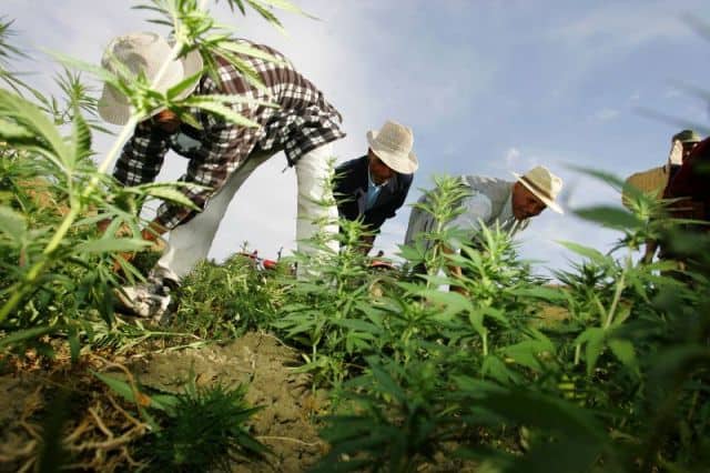 How Tanzania Can Benefit from Cannabis