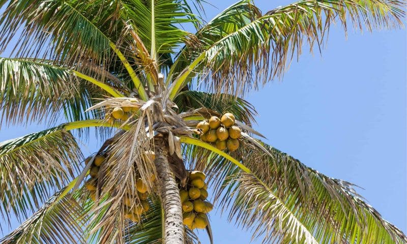 The Price of Coconut in Zanzibar has Shot Up – Africa.com