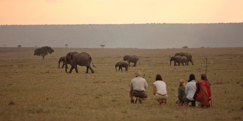 Elephants and tourists in African savannah landscape.
