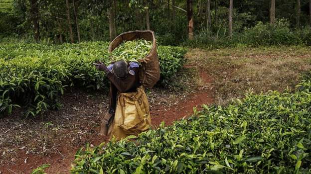 An Expose on Violations on&nbsp;Kenya’s Tea Farms