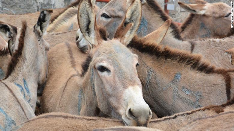 Trends, Issues and Prospects for the Africa–China Donkey Trade