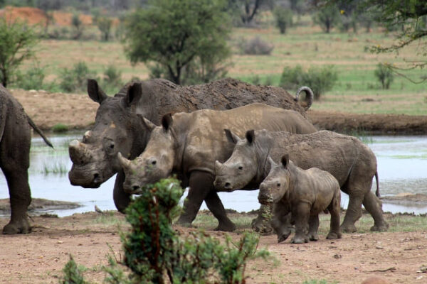 Rhino Conservation