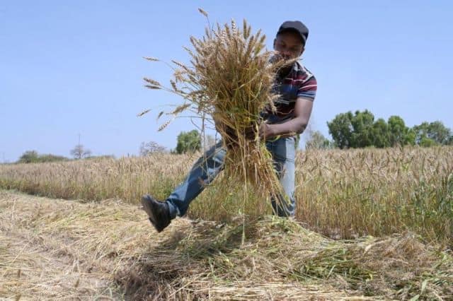 Not Everyone is Convinced that Wheat can be Grown at Scale in Senegal