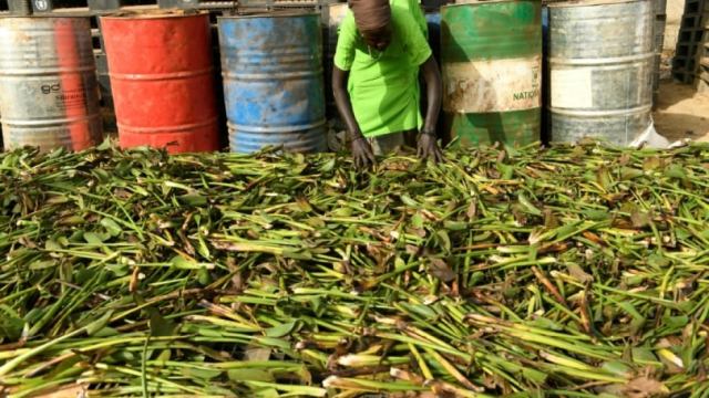 A Hated Pest, Water Hyacinth is Proving an Unlikely Ally for Women in Bentiu