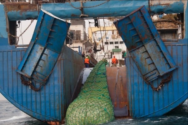Iceland’s Biggest Fishing Firm Accused of Corrupt Deals in Namibia