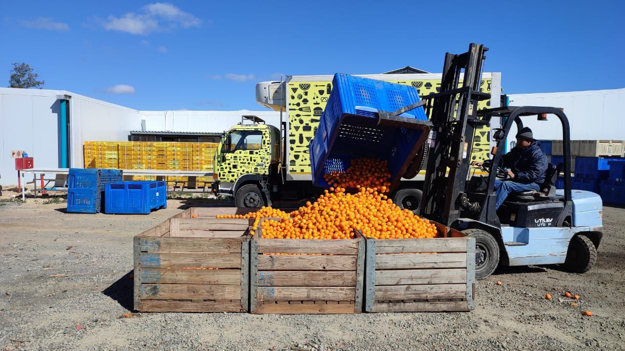 SA Harvest