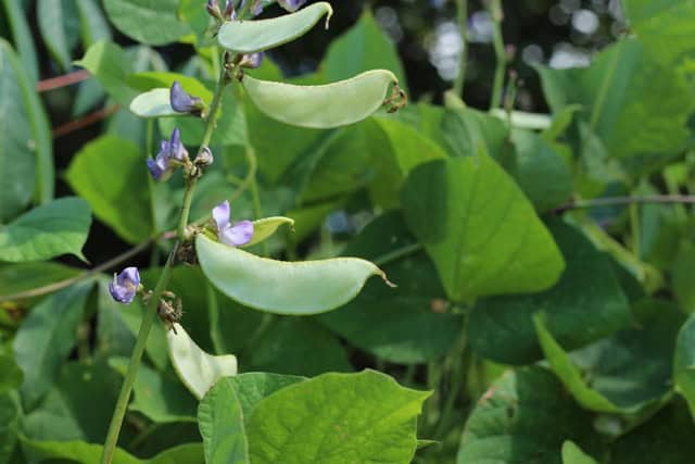 New Bean Genome Unveils Potential To Boost Food Security And Resilience In Drought-Prone Regions