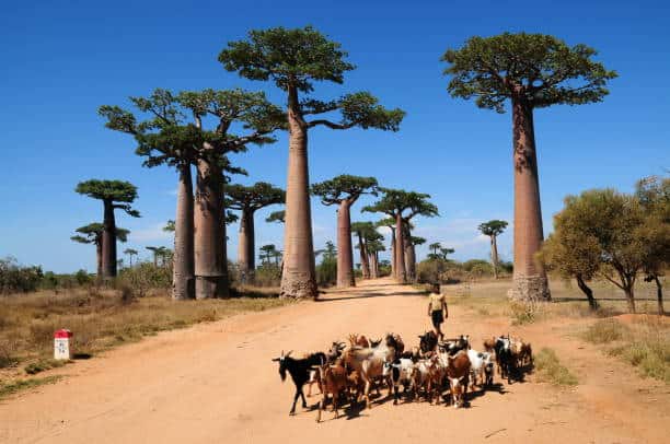 Drought Forces Malagasies to Rethink Eating Habits