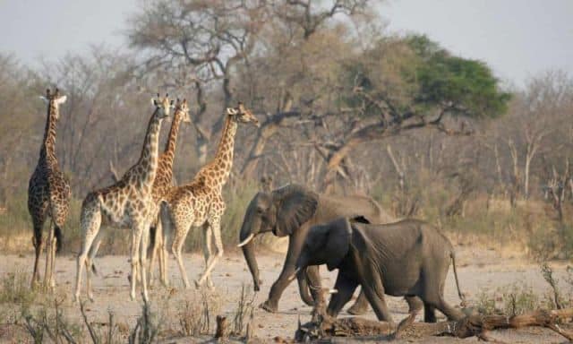 Southern Africa is a Treasure Trove for Wildlife Lovers and Adventure Seekers 