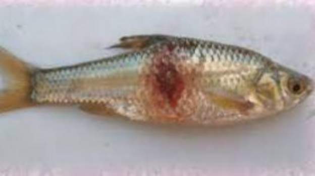 Fishing has Been Banned at Three Lakes in Northern Mozambique
