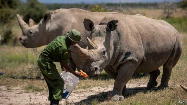 South Africa’s Winning Formula to Rhino Poaching