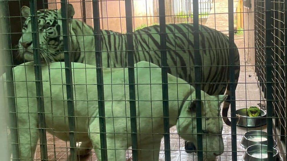 Pet Tigers Spark Court Battle in Accra