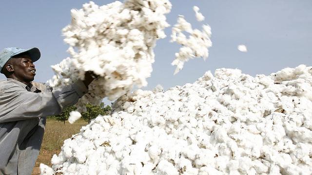 The Economic Implications of Africa not Using its Raw Cotton Locally are Significant