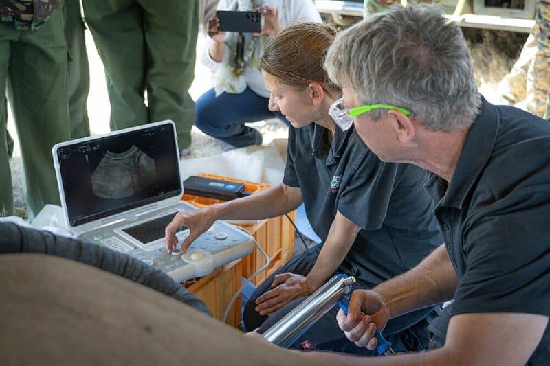 A Fertility Breakthrough has Offered Hope for Saving the Northern White Rhino from Extinction 