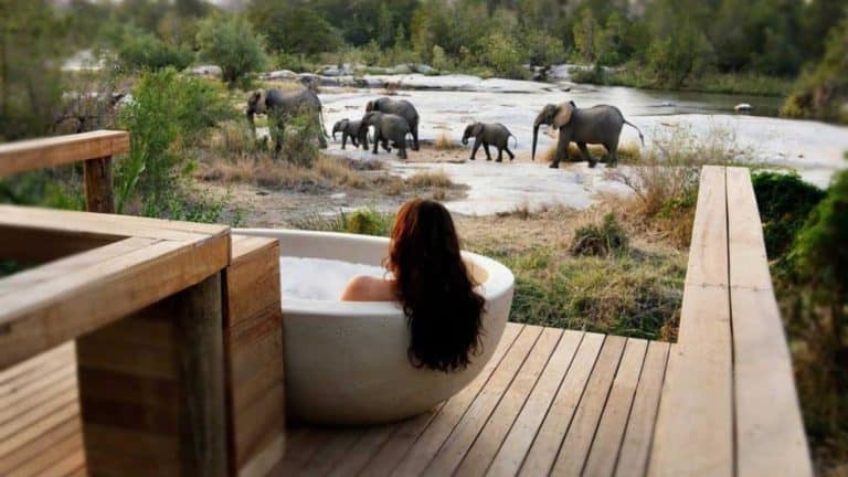 Elephants drinking and bathing in a river surrounded by lush greenery.