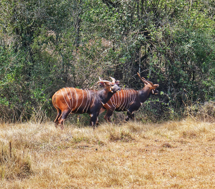 Mount Kenya Wildlife