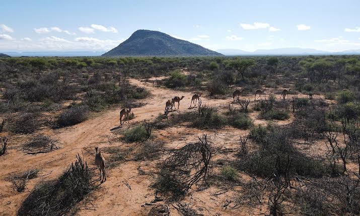 International Demand for Carbon Credits Generated in Africa could have Damaging Effects for Local Communities
