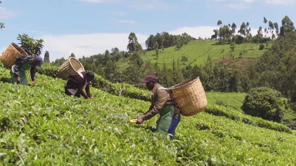Kenyan Tea Farmers Will Earn more from the Crop Kenyan Tea Farmers Will Earn more from the Crop