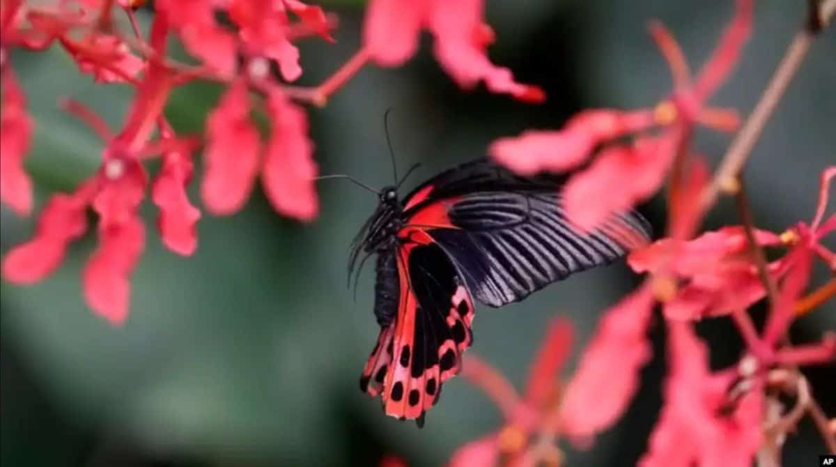 Beautiful butterfly with black and red wings perched on vibrant red flowers.