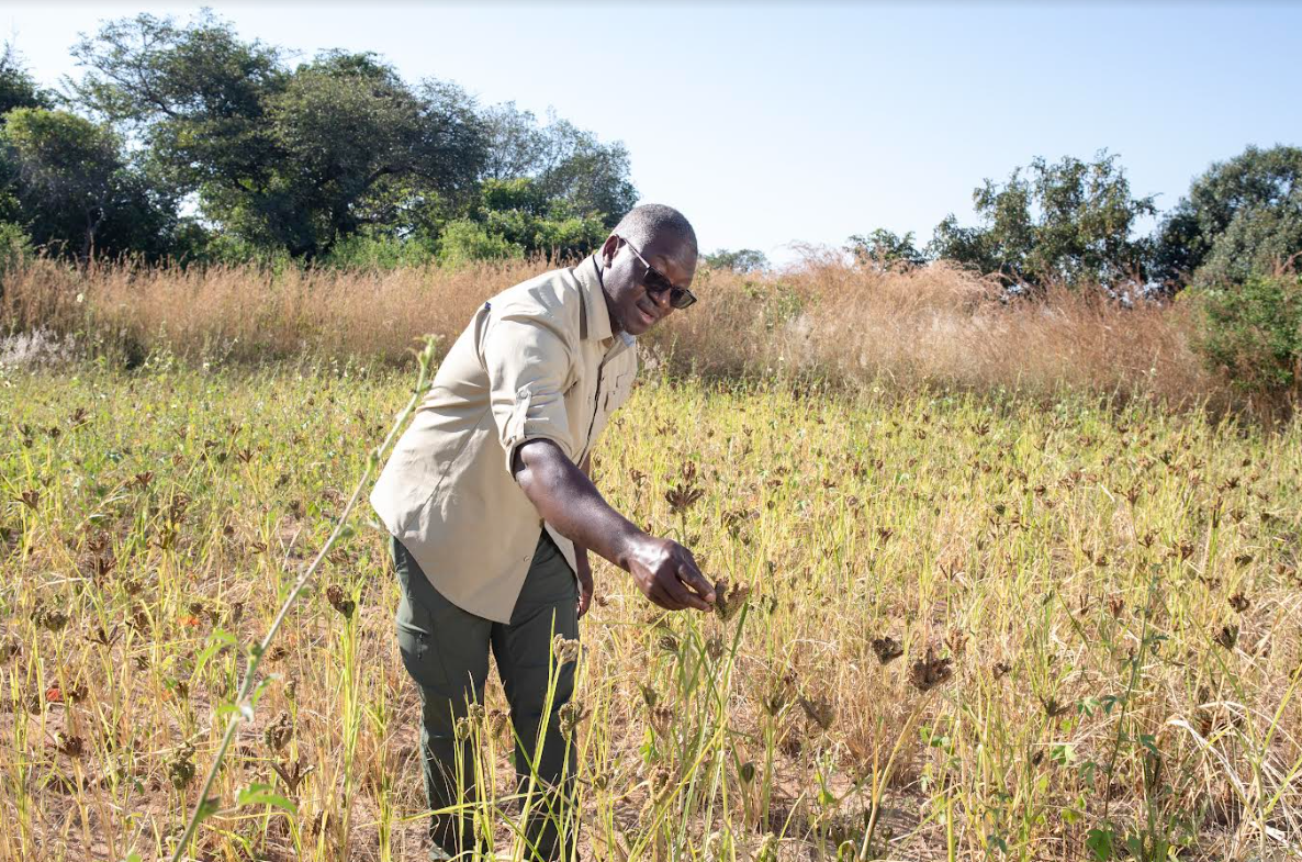 Solutions to Africa’s Climate Struggles