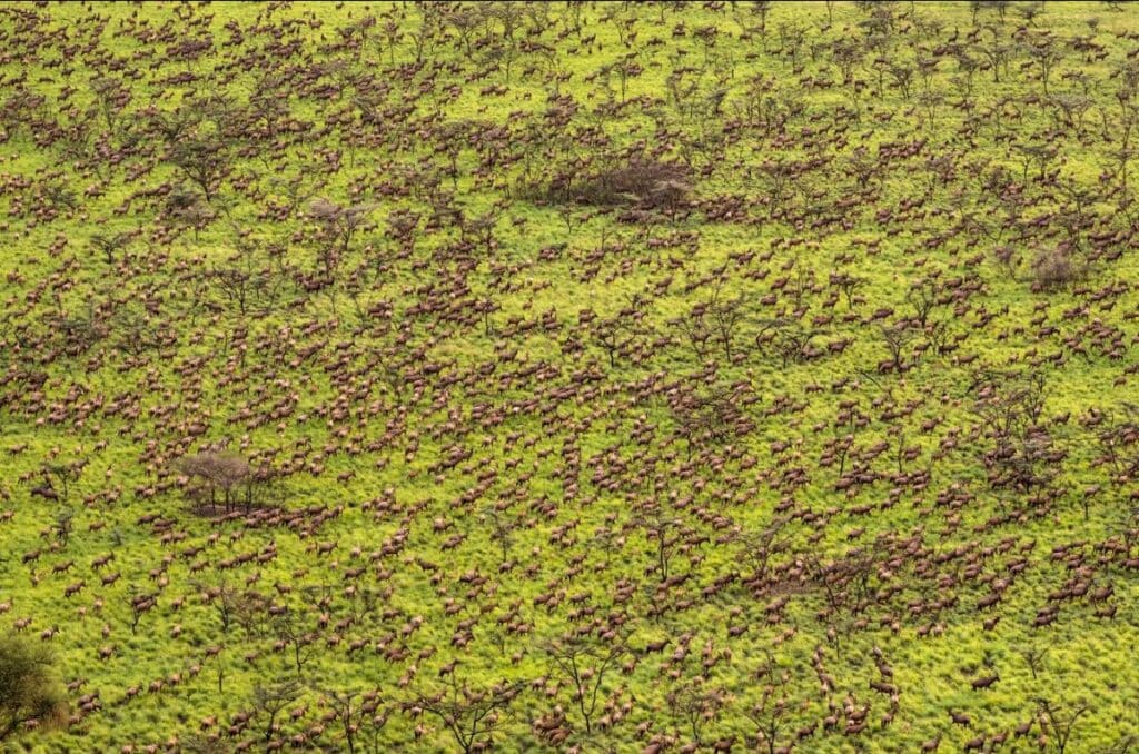 South Sudan Aerial Survey Reveals Largest Ever Mammal Migration